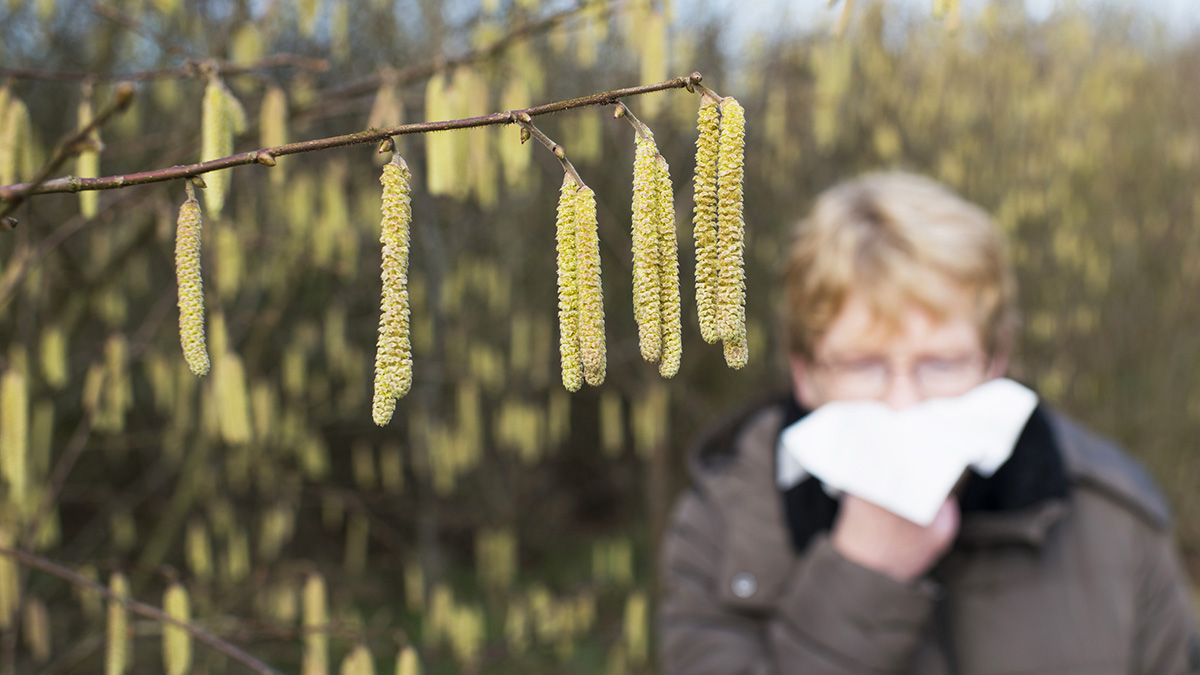 Pollenseizoen en hooikoorts